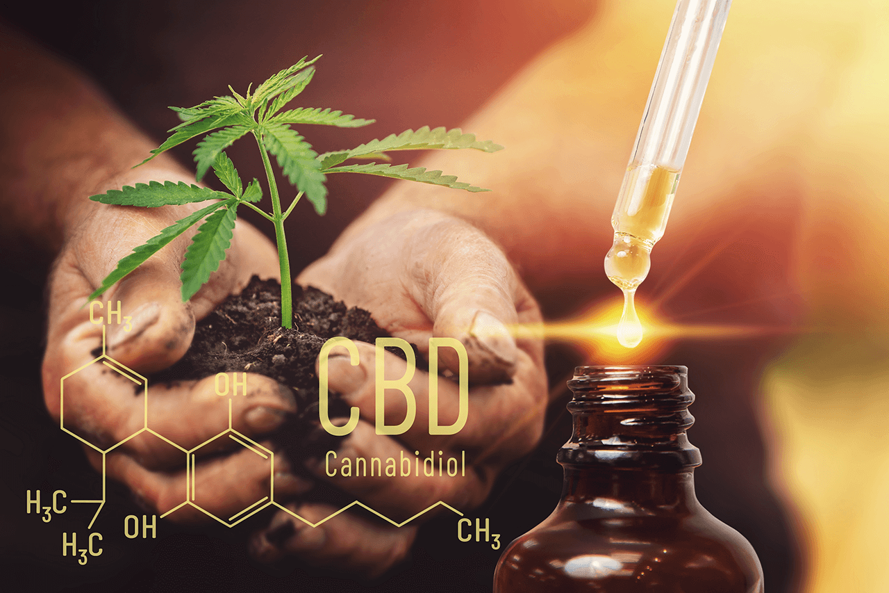 Jak stosować olej konopny CBD